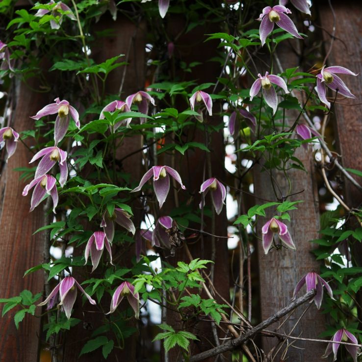 Clematis Columella - Spring Flowering Clematis main product photo