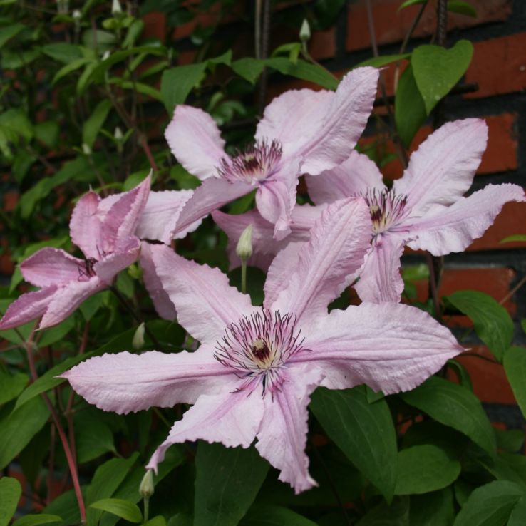 Clematis 'Hagley Hybrid' main product photo