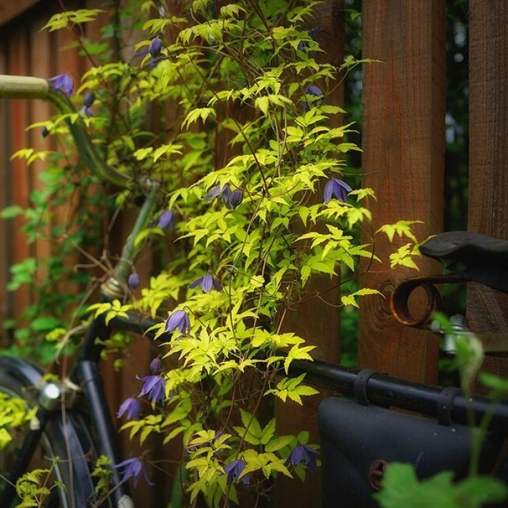 Clematis alpina 'Stolwijk Gold' main product photo