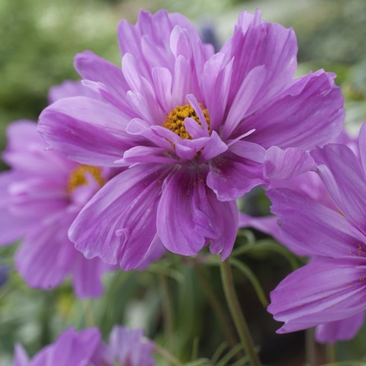 Cosmos bipinnatus Double Click Fizzy Pink Dark Centre main product photo