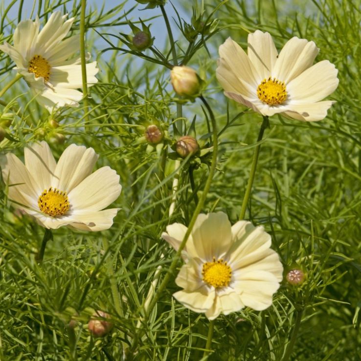 Cosmos bipinnatus Kiiro main product photo