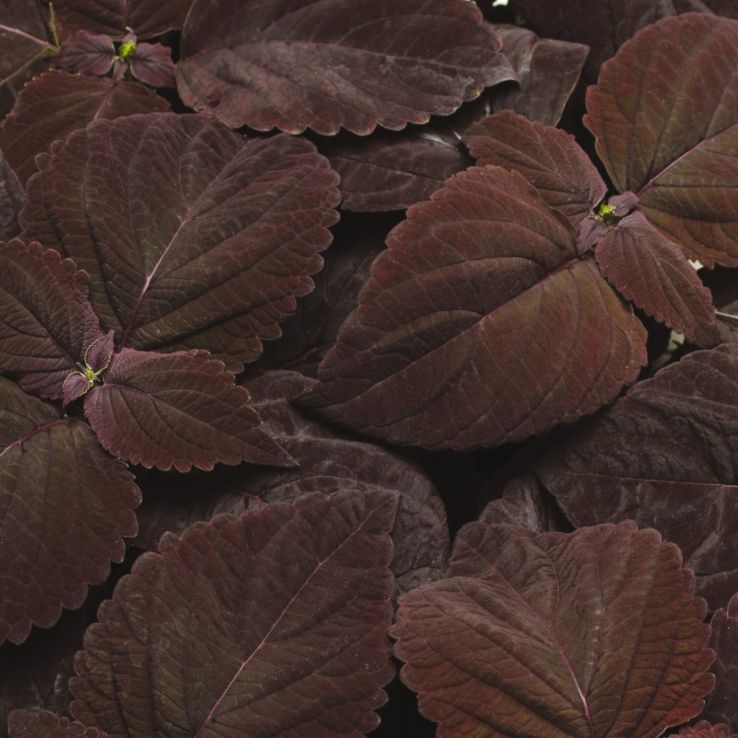 Coleus 'Premium Sun Dark Chocolate' - Solenostemon Plant main product photo