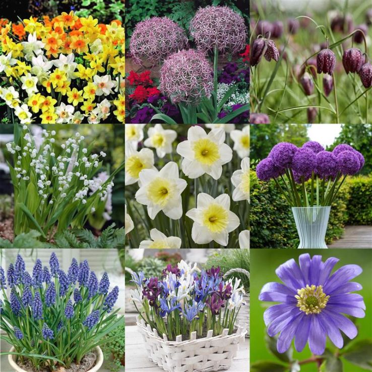MEGA BOX Spring Magic Bulbs - Bundle of £126 worth of Autumn Planting Bulbs for under £25!! main product photo
