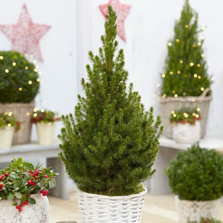 Contemporary Christmas Tree - 70-80cms main product photo