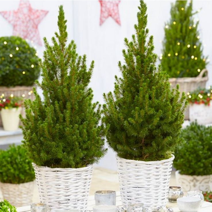Pair of 70-80cm Contemporary Christmas Trees in Festive Baskets main product photo
