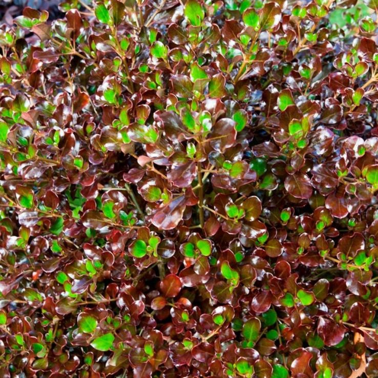 Coprosma 'Pacific Night' - Looking Glass Plant main product photo
