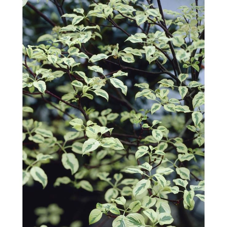 Cornus alternifolia argentea - Pagoda or Wedding Cake Tree - LARGE SPECIMEN