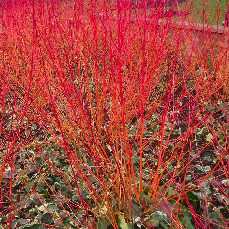 Cornus sanguinea 'Anny's Winter Orange' - Dogwood main product photo