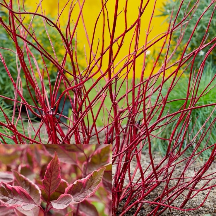 Cornus alba sibirca 'Miracle' -Large circa 120-140cm tall main product photo