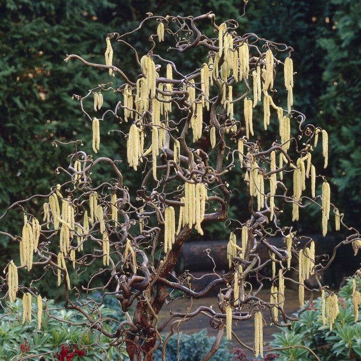 Corylus avellana Contorta - Large Corkscrew Hazel - Standard Tree main product photo