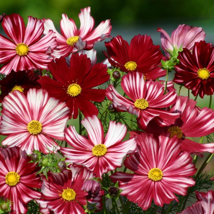 Cosmos bipinnatus Velouette main product photo