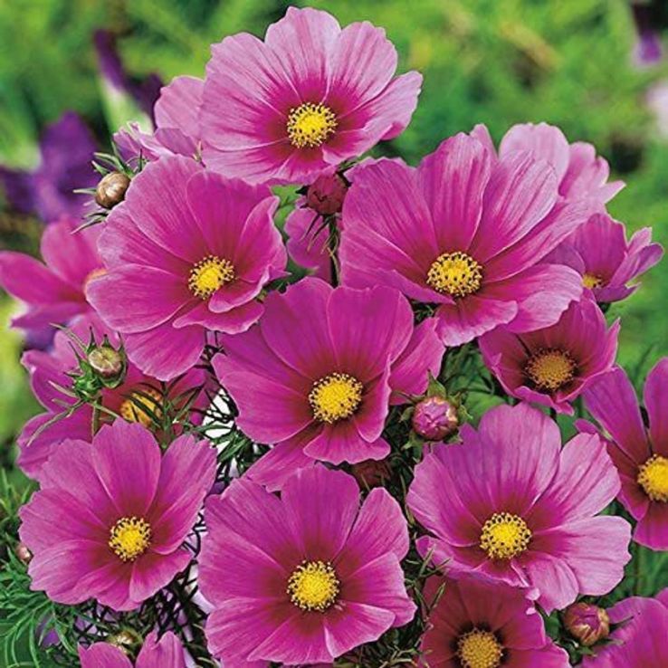 Cosmos bipinnatus Versailles Pink main product photo
