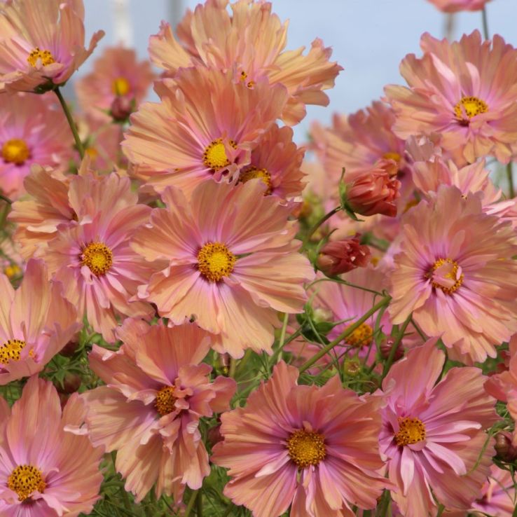 Cosmos bipinnatus Apricotta main product photo