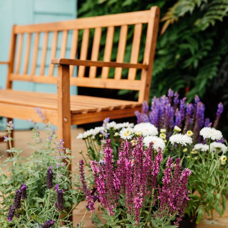 TEN Established Cottage Garden Plants - Hardy Perennials Perfect for Beds  and Borders