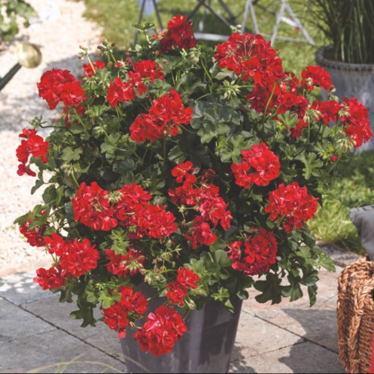 Geranium Trailing Ivy Leaf - Double Bright Red main product photo