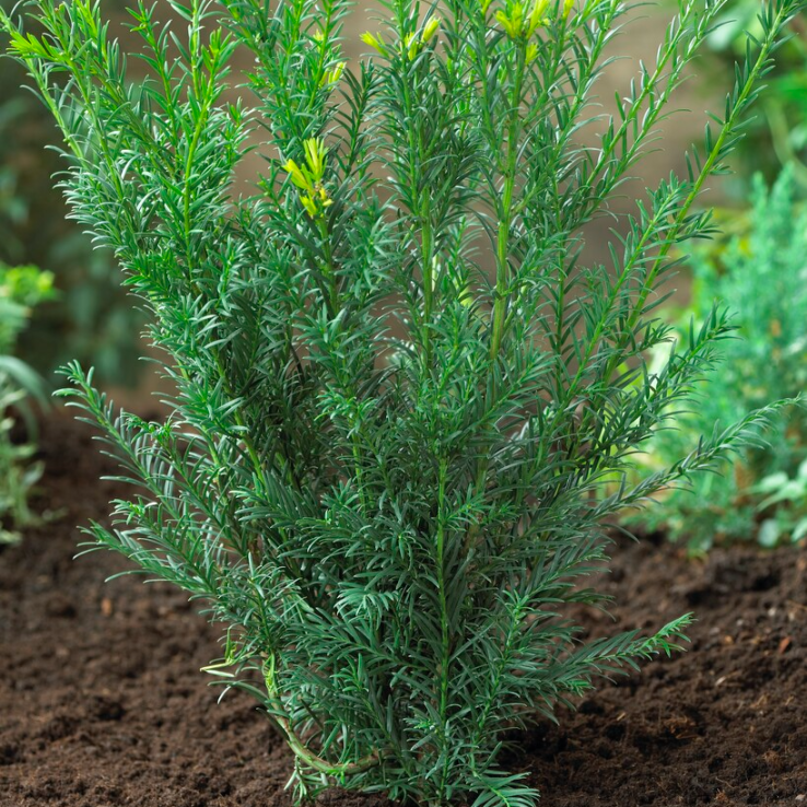 Taxus  media 'Groenland'