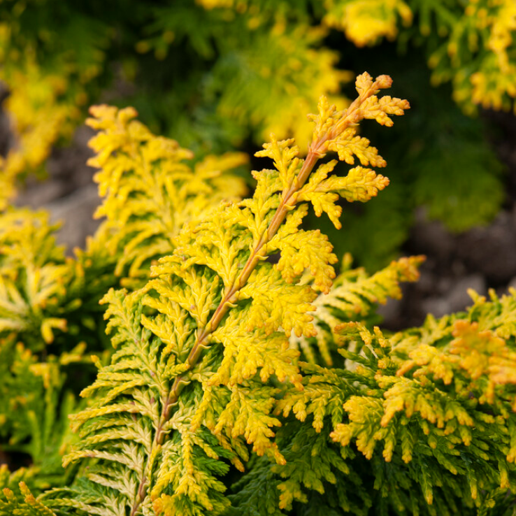 Chamaecyparis obtusa 'Fernspray Gold' - Hinoki Cypress