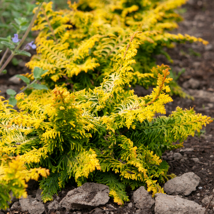 Chamaecyparis obtusa 'Fernspray Gold' - Hinoki Cypress main product photo