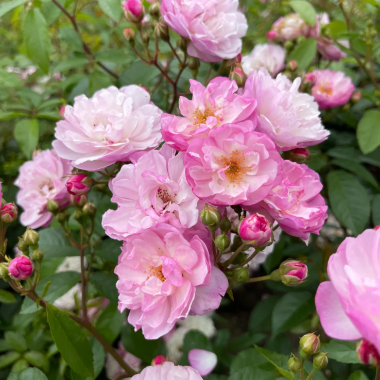 Rosa 'Siluetta Lavender' - Rambling Rose main product photo