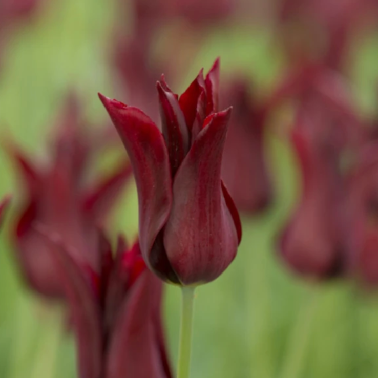 Tulipa Sarah Raven - Pack of 6 main product photo
