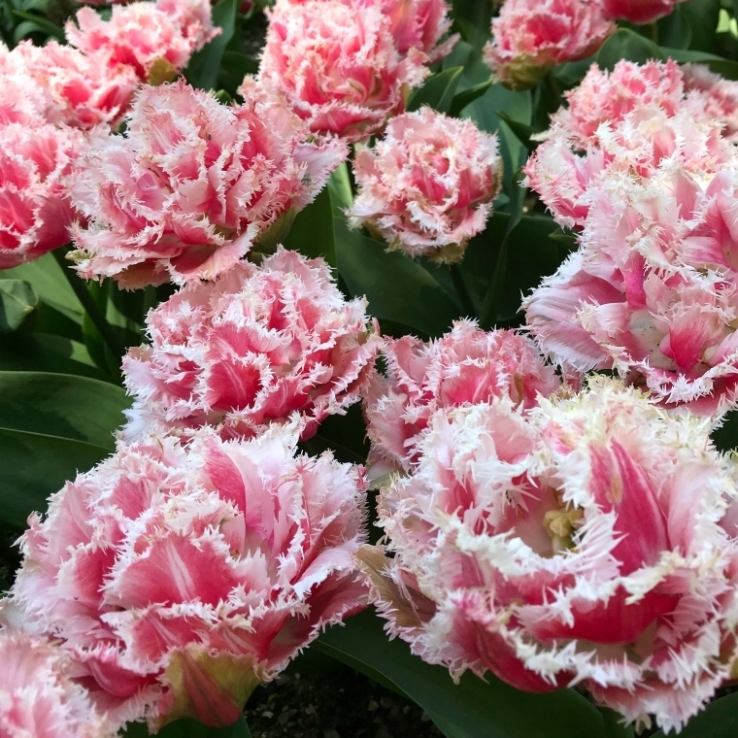Tulip 'Queensland' - Double Fringed Tulips - Pack of 6 Bulbs main product photo