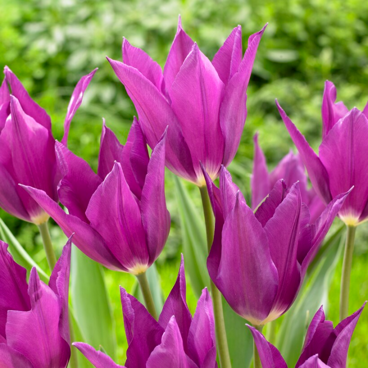 Tulipa Yume no Murasaki - Pack of 6 Bulbs main product photo