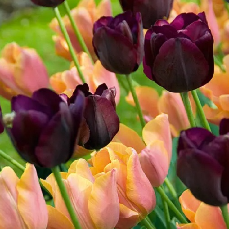 Tulip Sweet Joy - Pack of 25 Bulbs main product photo