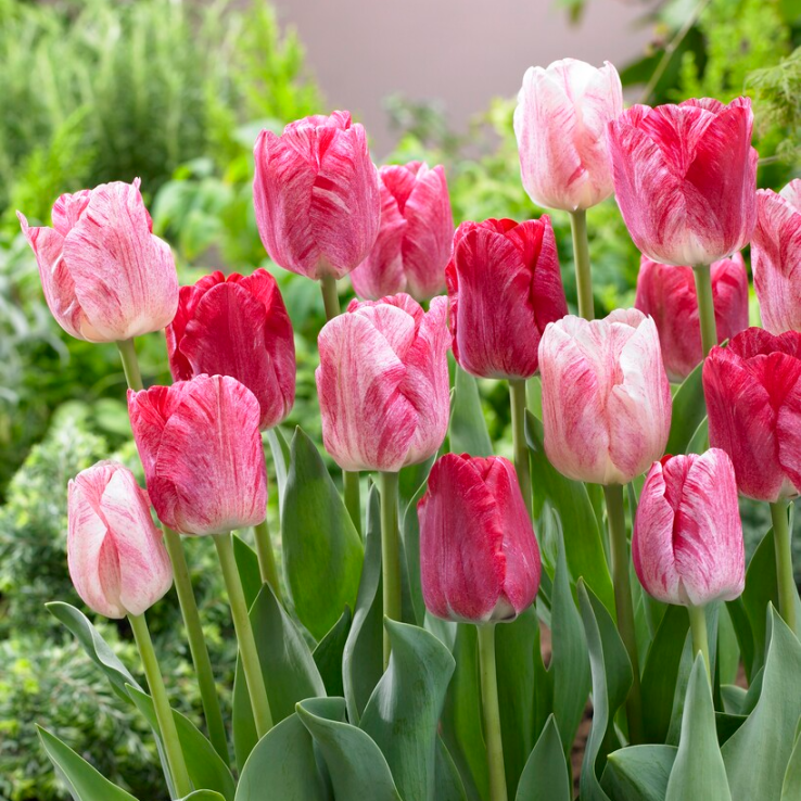 Tulip ‘Hemisphere’ - Pack of 25 bulbs main product photo