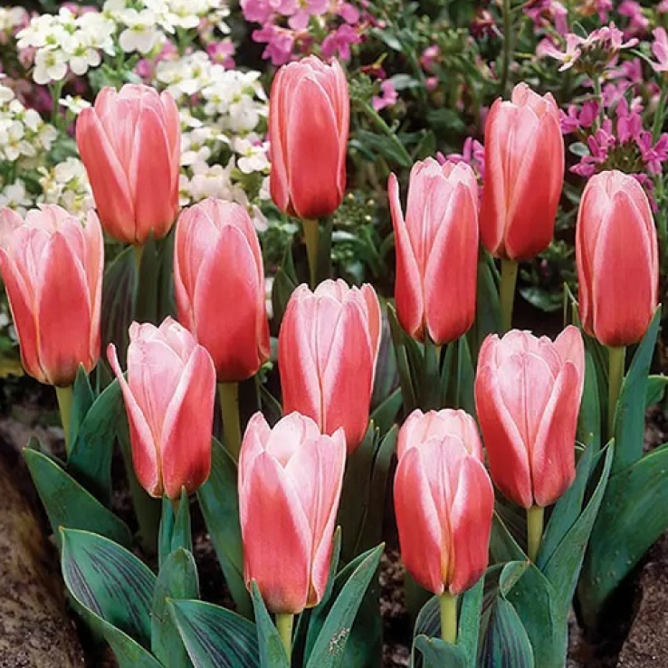 Tulip Short Stemmed Pink - Pack of 25 main product photo