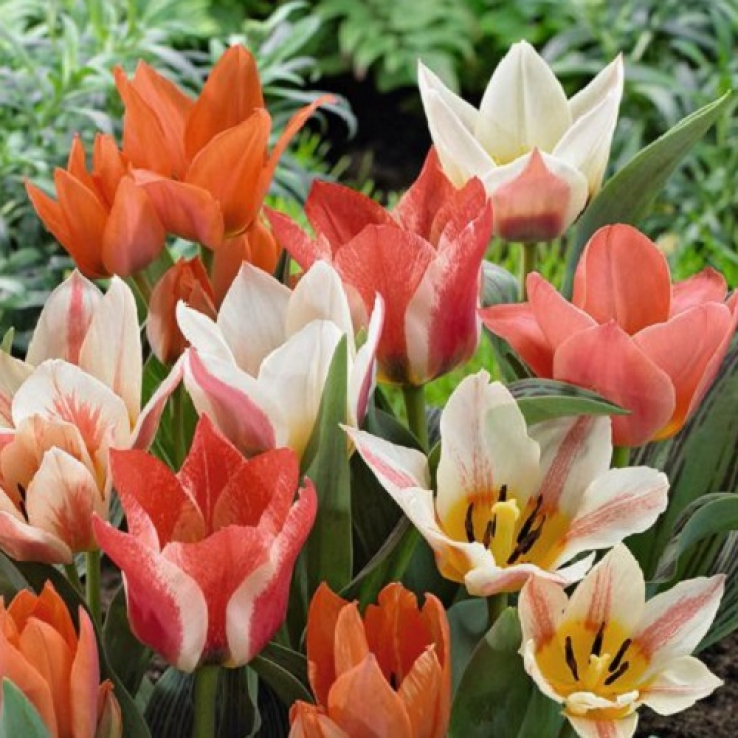 Tulip Beautiful Balance - Pack of 25 Bulbs main product photo