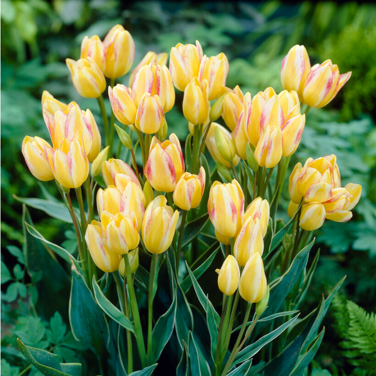 Tulip ‘Antoinette the Chameleon’  - Pack of 25 bulbs main product photo