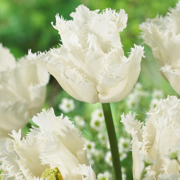 Tulip Smirnoff - Pack of 6  main product photo