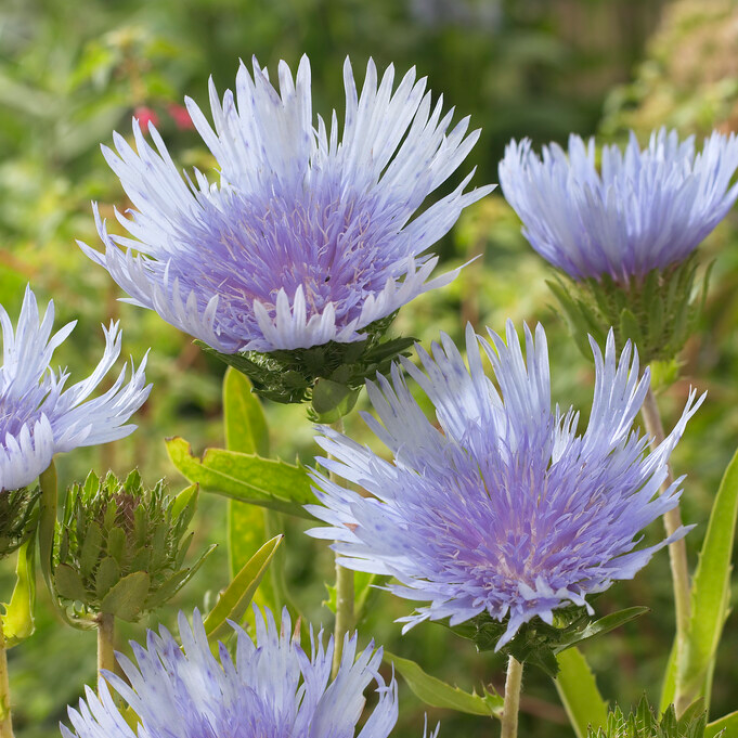Stokesia laevis 'Blue Star' main product photo