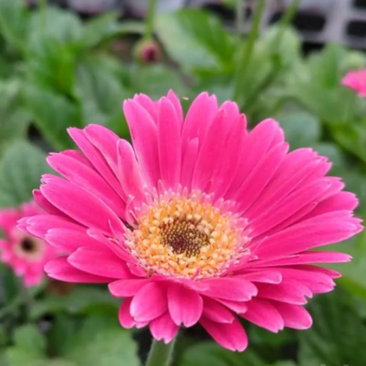 Gerbera Dark Pink With Eye Sweet Spice 