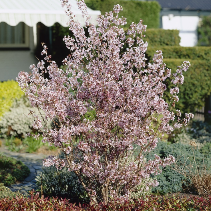 Prunus nipponica var. kurilensis 'Brillant' main product photo