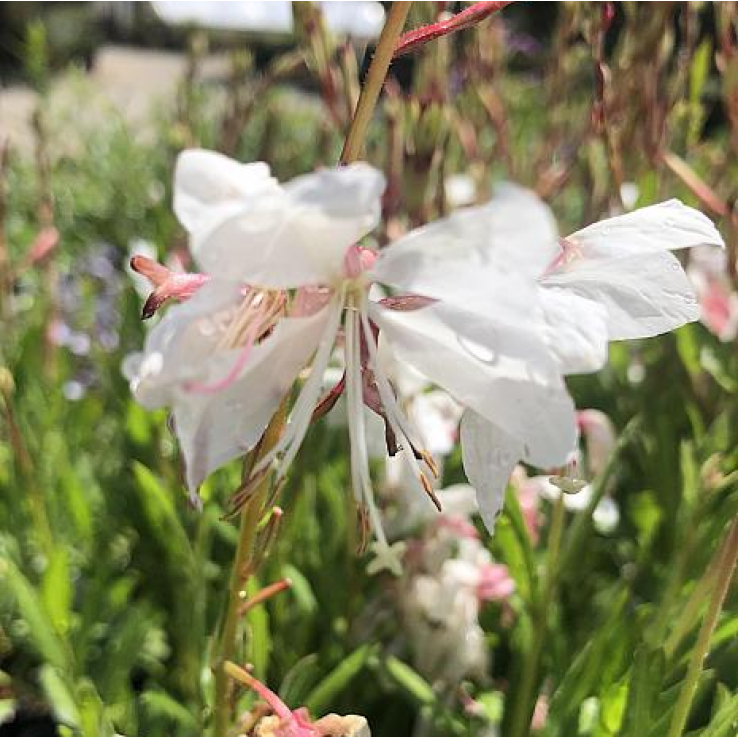 Gaura lindheimeri 'White Dove' main product photo