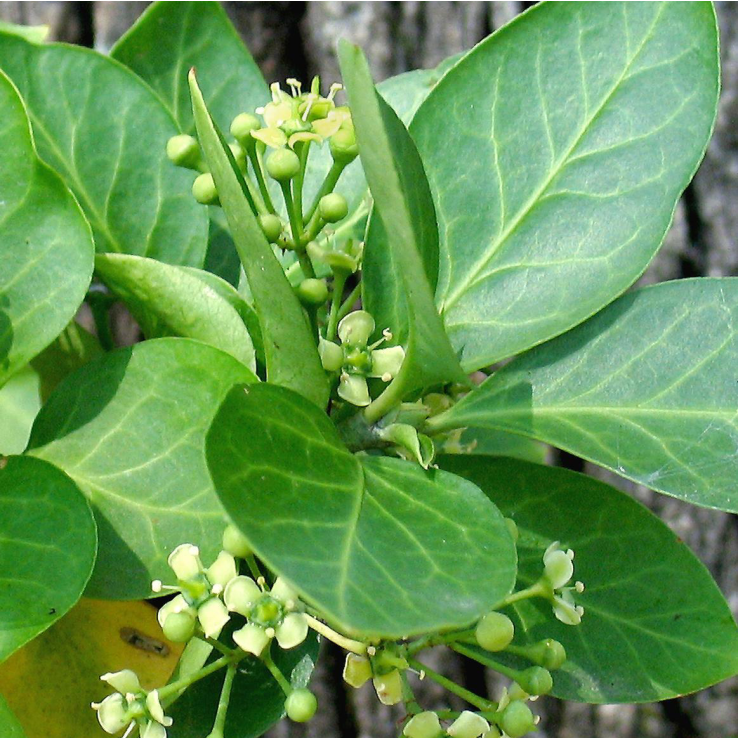 Euonymus fortunei 'Dart's Blanket' main product photo