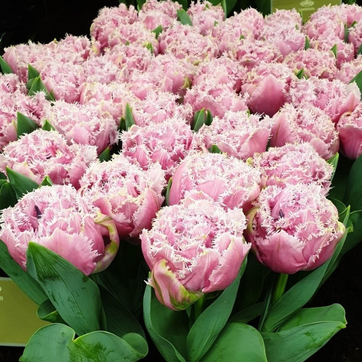 Tulips Cairns - Double Fringed Tulip - Pack of 6 Bulbs main product photo