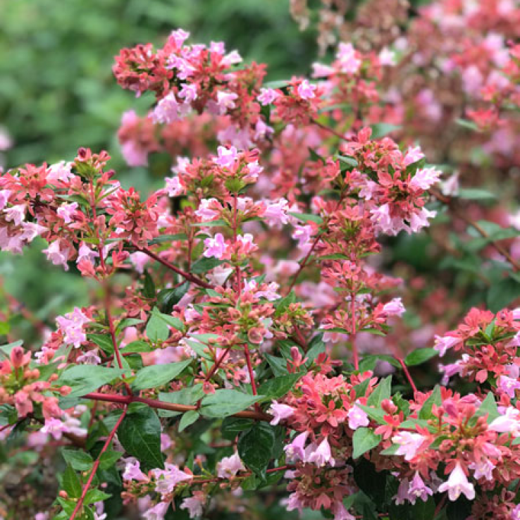 Abelia grandiflora Raspberry Profusion main product photo
