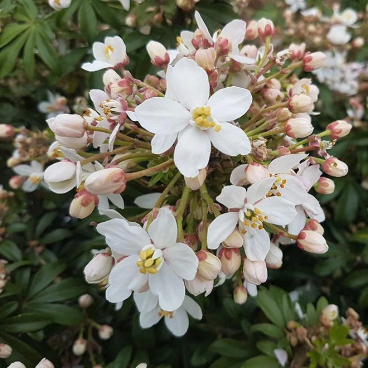 Choisya ternata Greenfingers - Fragrant Mexican Orange Blossom main product photo