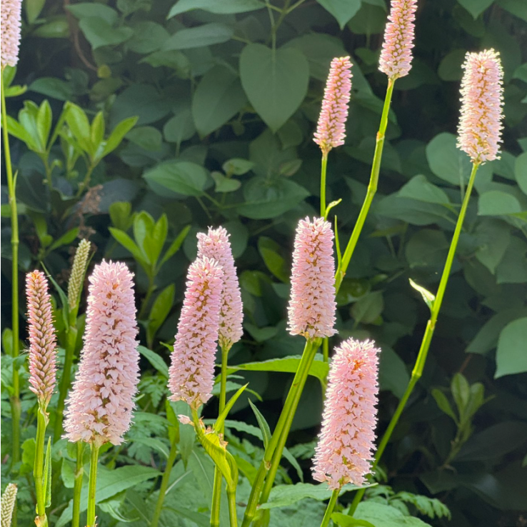 Polygonum bistorta main product photo