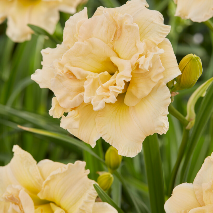 Hemerocallis Schnickel Fritz main product photo