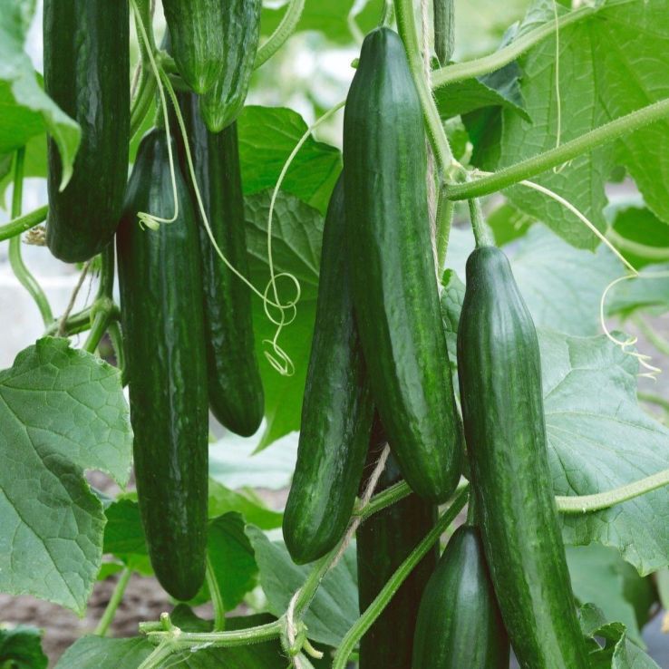 Cucumber Femspot F1 main product photo