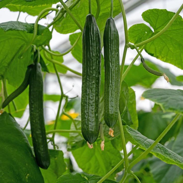 Cucumber 'Tasty Green' main product photo