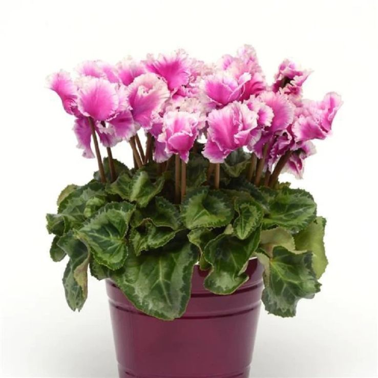 LARGE Ruffled Flower Cyclamen Friola Plant In Bud & Bloom main product photo