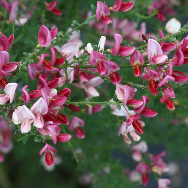 Cytisus Hollandia - Broom main product photo