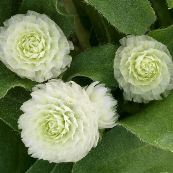 Gomphrena globosa - Globe Amaranth main product photo