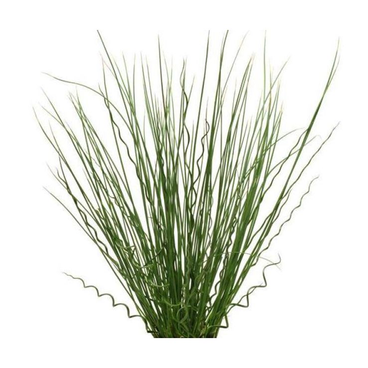 Juncus 'Twisted Arrows' main product photo