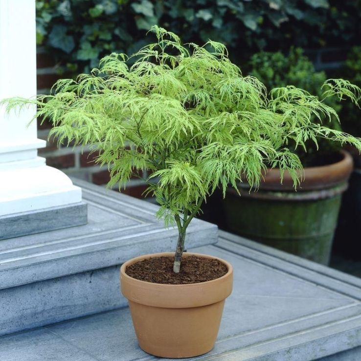 Acer palmatum Dissectum - Filigree Japanese Maple main product photo