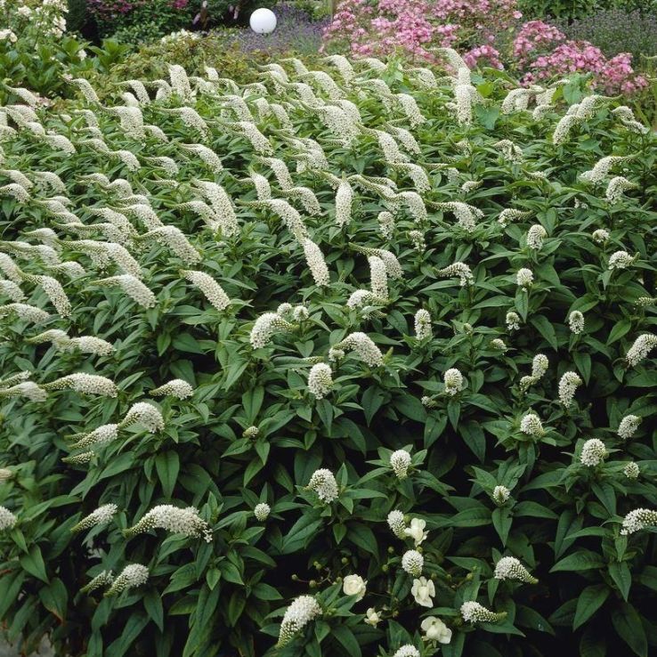 Lysimachia clethroides main product photo